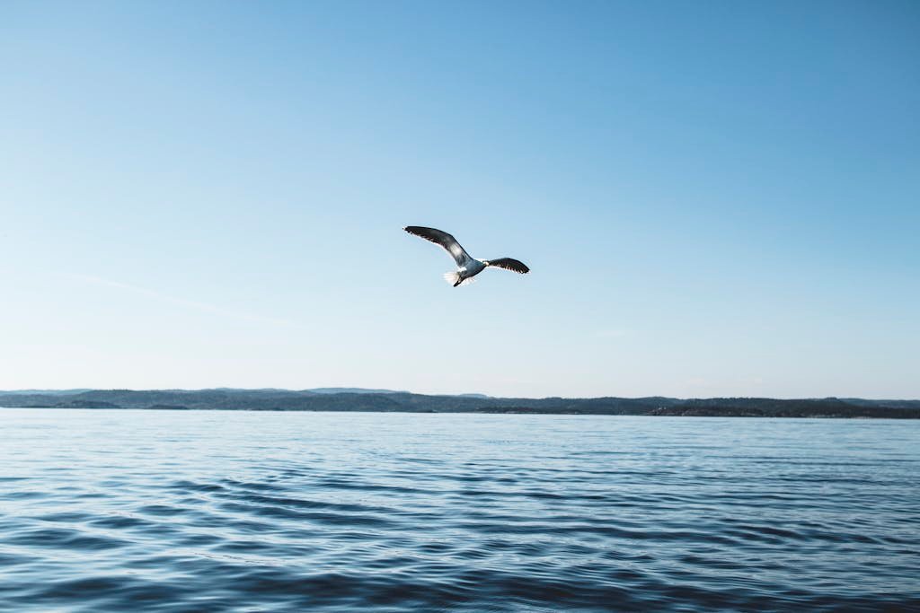 White and Brown Bird Near Body of Water Under Blue Sky at Daytime